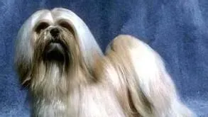 拉萨犬纯种是什么颜色 毛色以金黄色为最理想 | 拉萨犬
