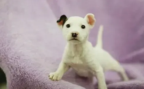 牛头梗|牛头梗患上犬瘟好几天了应如何照顾它