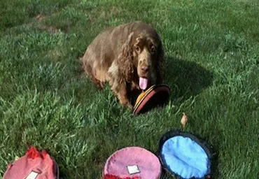 塞式猎犬怎么训练 训练中不能用力推犬 | 塞式猎犬