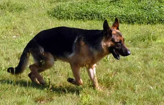 德国牧羊犬|科学除虱法 让德国牧羊犬远离虱子的困扰