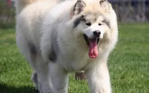 阿拉斯加犬|如何照顾两个月的阿拉斯加犬