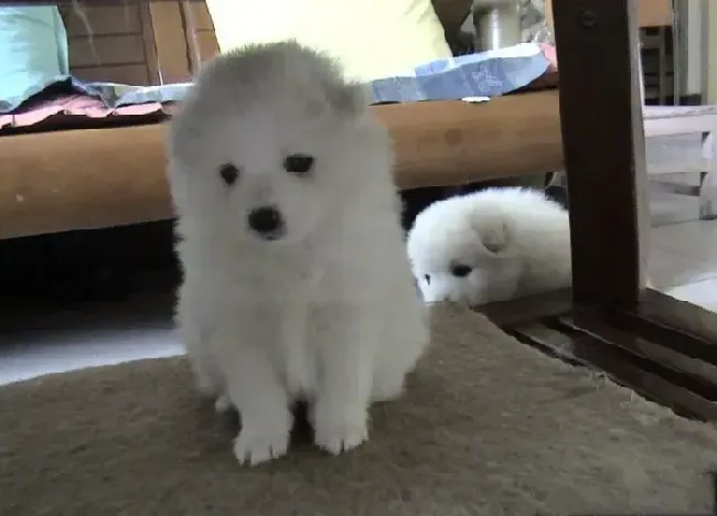 银狐犬|春夏两季饲养银狐犬的好主意