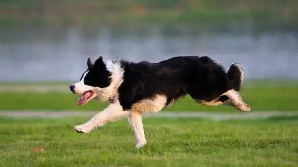 边境牧羊犬|怎样训练边境牧羊犬让它更优秀