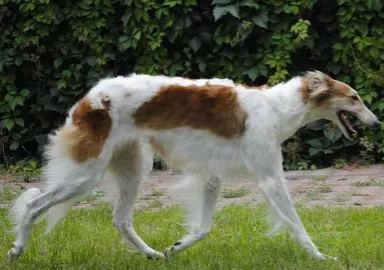 苏俄猎狼犬好养吗 该犬价格是偏高的 | 苏俄猎狼犬