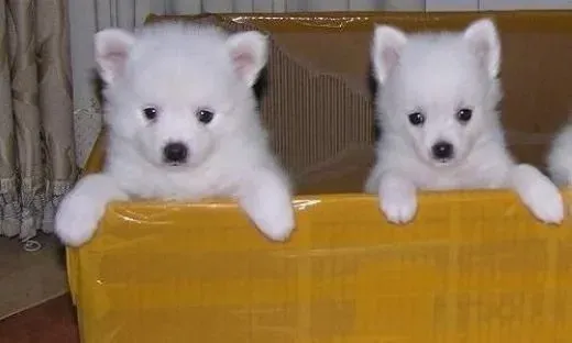 银狐犬|银狐犬出现挑食情况时怎么办