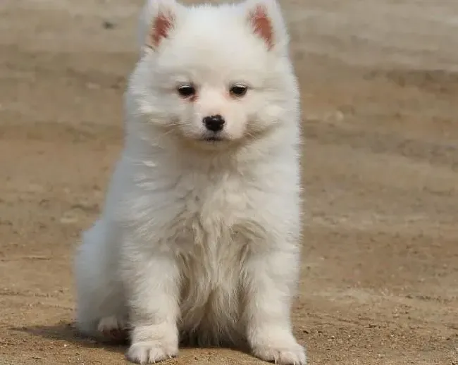 银狐犬|怎样让银狐犬乖乖自觉的进狗笼子