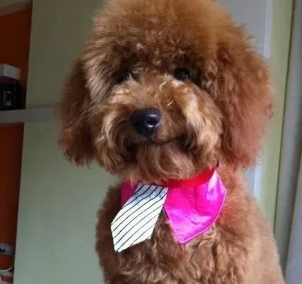 泰迪犬|健康在于预防 护理泰迪犬的牙齿谨防出现牙齿疾病