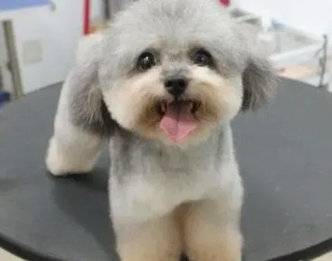 泰迪犬|泰迪犬打完第一针疫苗多久能有抵抗力