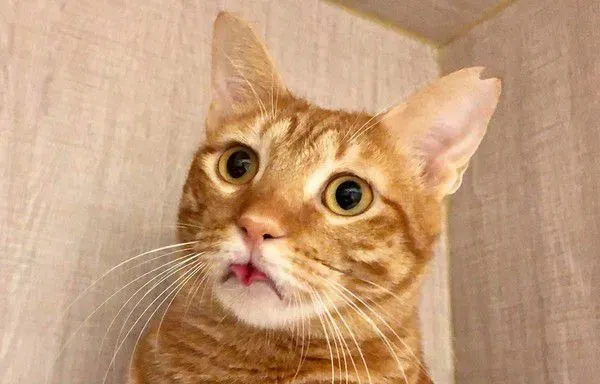 黑猫伸懒腰屁屁督到室友脸上 被督过脸表情超复杂 | 猫