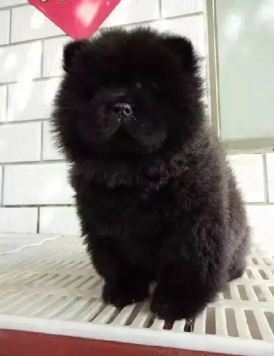 松狮犬|松狮犬最近有点吐血，不吃饭是怎么了