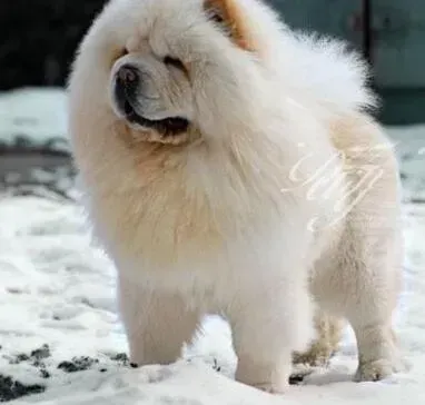 松狮犬|和疾病说拜拜 如何让松狮犬远离呕吐这种疾病