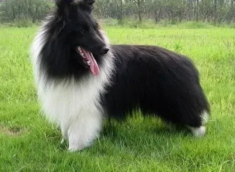 喜乐蒂|如何让狗粮成为成年喜乐蒂犬的最爱