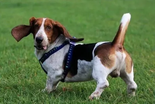 巴吉度猎犬哪里有 巴吉度猎犬产地法国 | 巴吉度猎犬