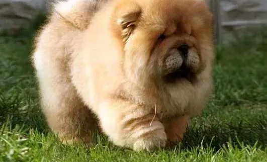 松狮犬|关爱狗狗内心世界 松狮犬心情不好应怎样调节