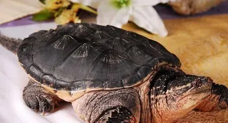 鳄鱼龟怎么养 饲养鳄鱼龟需要好的环境因素 | 鳄鱼龟