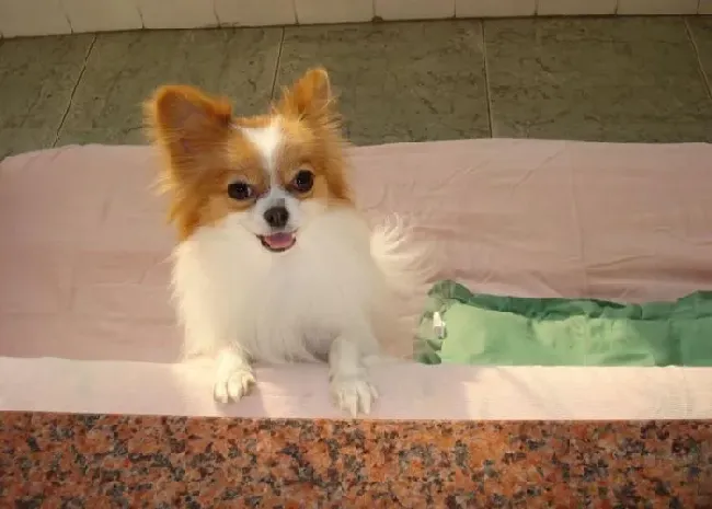 蝴蝶犬|饲养蝴蝶犬容易 养好蝴蝶犬却没那么容易