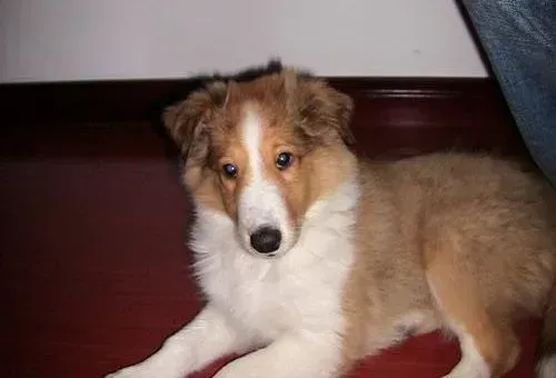 苏格兰牧羊犬|苏格兰牧羊犬皮肤发红掉毛是什么皮肤病，怎么治疗