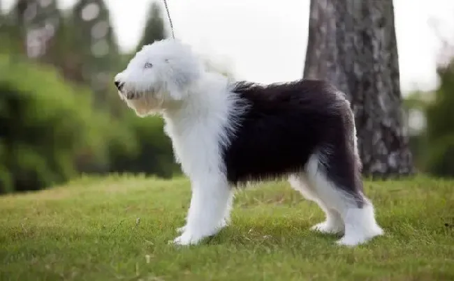古代牧羊犬|这些食物不能给古代牧羊犬吃