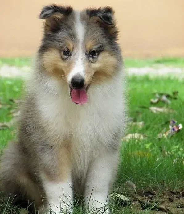 苏格兰牧羊犬|如何让长毛苏格兰牧羊犬的毛发柔顺漂亮