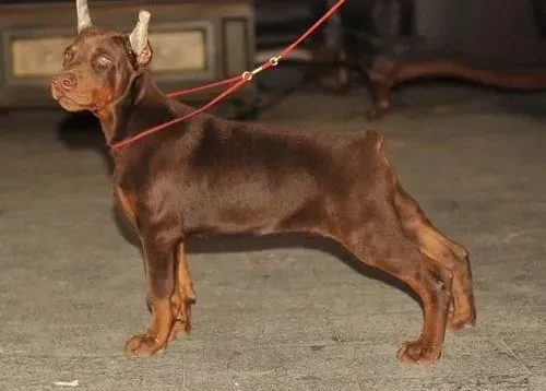 杜宾犬|杜宾犬的训练有哪些方法可以学习