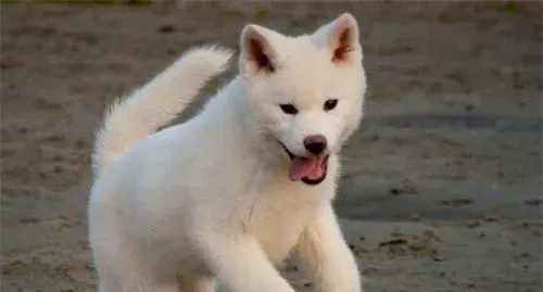 白色秋田犬多久毛才长长 毛发健康因素有很多 | 秋田犬
