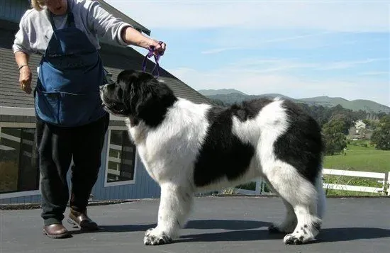 巨型纽芬兰犬吃什么 纽芬兰犬的喂食要点 | 纽芬兰犬