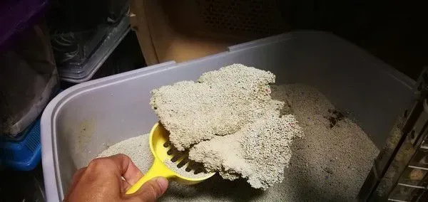 分享主子的巨无霸猫砂块 超像还没炸的鸡排 | 猫