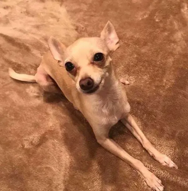 过去对小型犬嗤之以鼻 如今竟成专门救援吉娃娃的暖男! | 狗