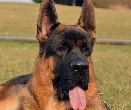 德国牧羊犬|德国牧羊犬嘴巴周围有红肿是怎么回事