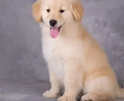 金毛|金毛犬肠胃不太好应该如何治疗