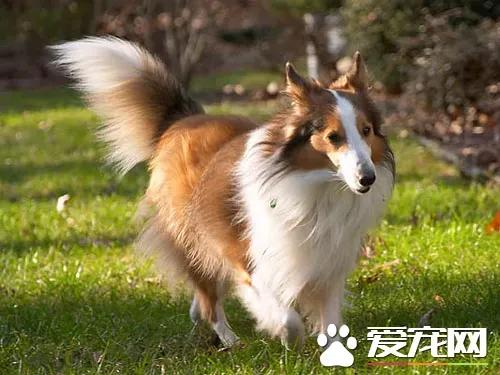 喜乐蒂牧羊犬毛发梳理 从左前腿的最低部开始 | 喜乐蒂牧羊犬