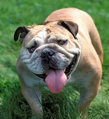 英国斗牛犬|家里斗牛犬老是霸凌别人，解决办法