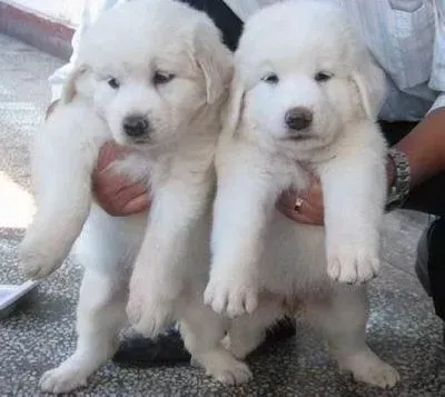 大白熊犬|一个半月的大白熊犬精神不太好应给它吃多少食物