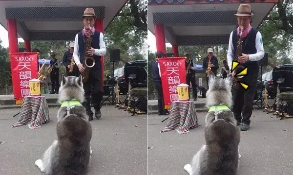 有音乐细胞的哈士奇 听见音乐双耳跟着一起动 | 