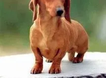 腊肠犬|健康养护 腊肠犬肠胃的健康护理方法