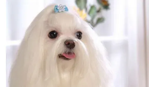 西施犬害怕打人 是一种古老的玩赏犬 | 西施犬