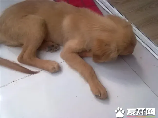 金毛寻回犬掉毛程度 换水的时候是掉毛最多的 | 金毛寻回犬