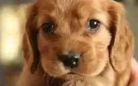 可卡犬|可卡犬是先驱虫还是先打疫苗呢