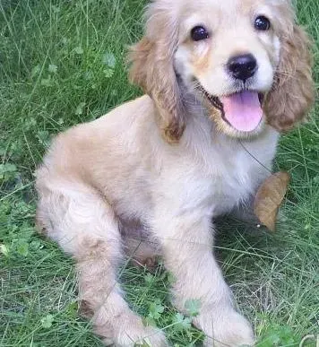 可卡犬|可卡犬拉黄色粘稠状便便是生病的前兆吗