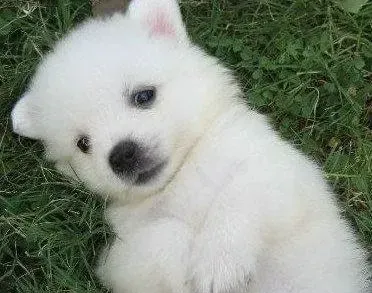银狐犬|关于银狐犬美容问题的详细解答