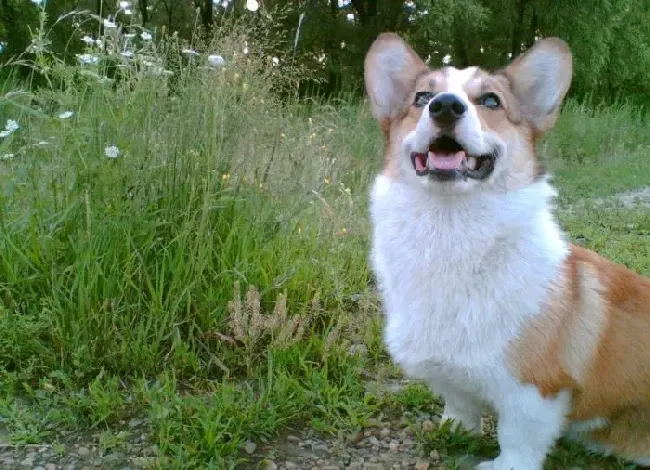 柯基犬|与柯基犬一起散步有哪些好处