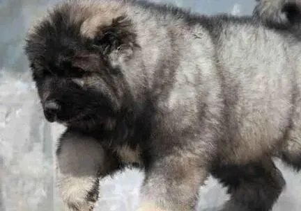 高加索犬|陪高加索犬散步的讲究有哪些