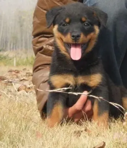 罗威纳犬|罗威纳犬排便训练的基本训练原则指导