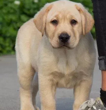 拉布拉多|训练拉布拉多犬幼犬时要讲究哪些技巧