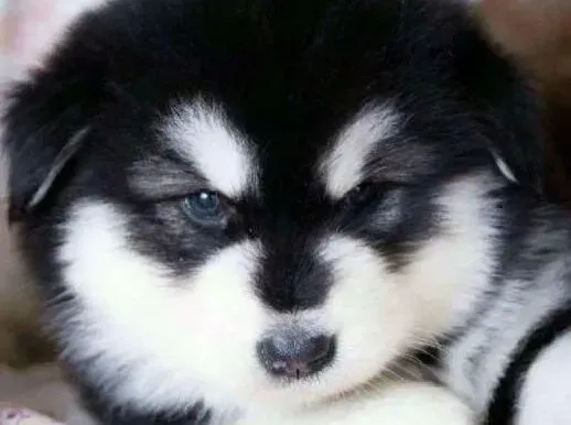 阿拉斯加犬|培养文明狗 防止阿拉斯加雪橇犬乱咬东西