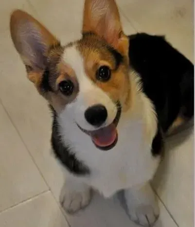 柯基犬|怎样让柯基犬的身体发育更好