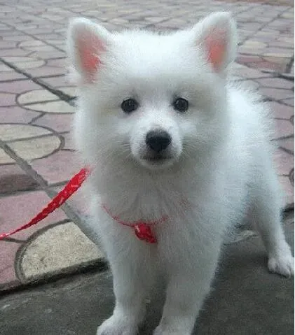 银狐犬|5个多月的银狐犬多久洗一次澡比较合适