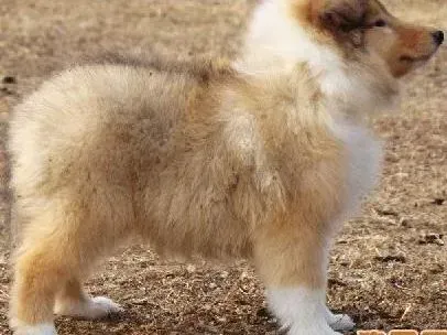 苏格兰牧羊犬|我家苏格兰牧羊犬夜里吐食是得细小了吗