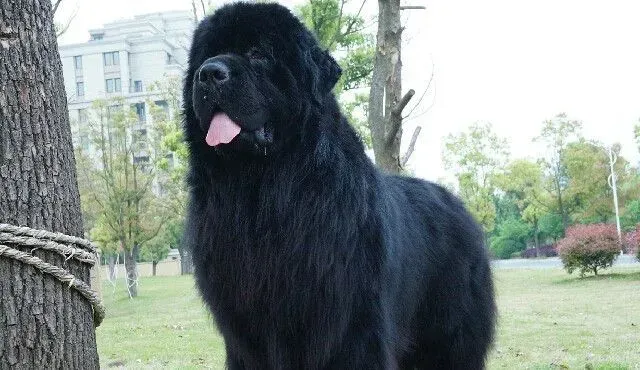 巨型纽芬兰犬吃什么 纽芬兰犬的喂食要点 | 纽芬兰犬