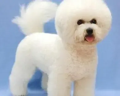 比熊犬|比熊犬发情期厌食是正常症状吗